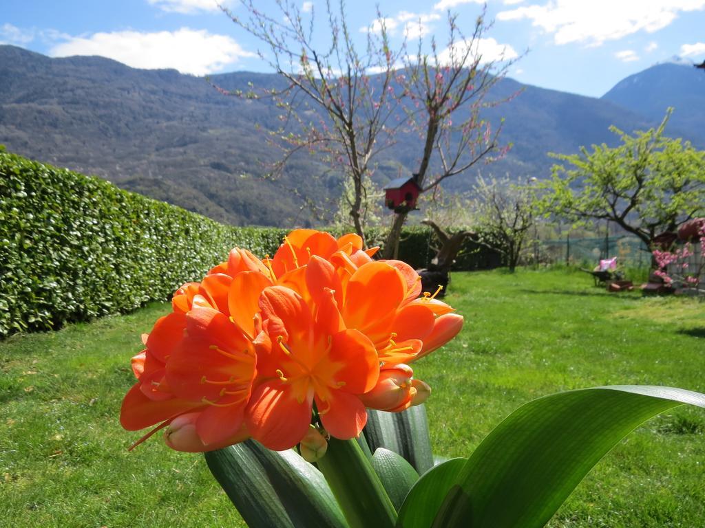 B&B Il Grappolo Bianzone Екстериор снимка